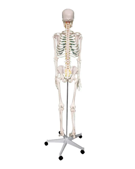 Temel Büyük İskelet Modeli 160 Cm - Resim 2