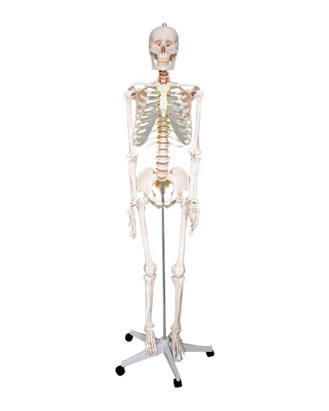 Temel Büyük İskelet Modeli 160 Cm ürün görseli 1