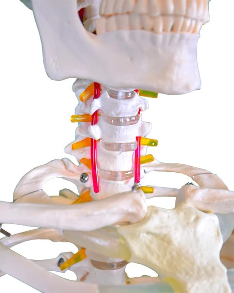 Temel Büyük İskelet Modeli 160 Cm - Resim 3