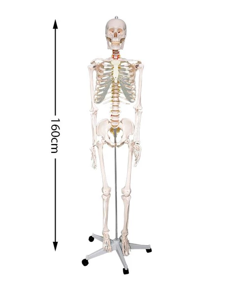 Temel Büyük İskelet Modeli 160 Cm - Resim 5