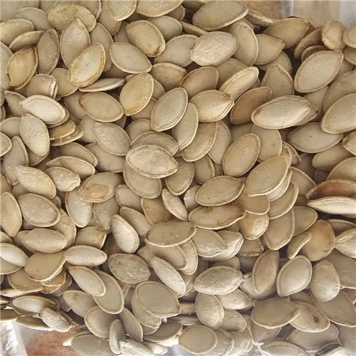 Kabak Çekirdeği 500Gr ürün görseli 1