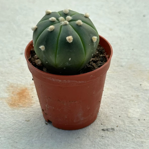 5.5 lik Saksıda Echinopsis Subdenudata (Paskalya Zambağı) Kaktüsü ürün görseli 1