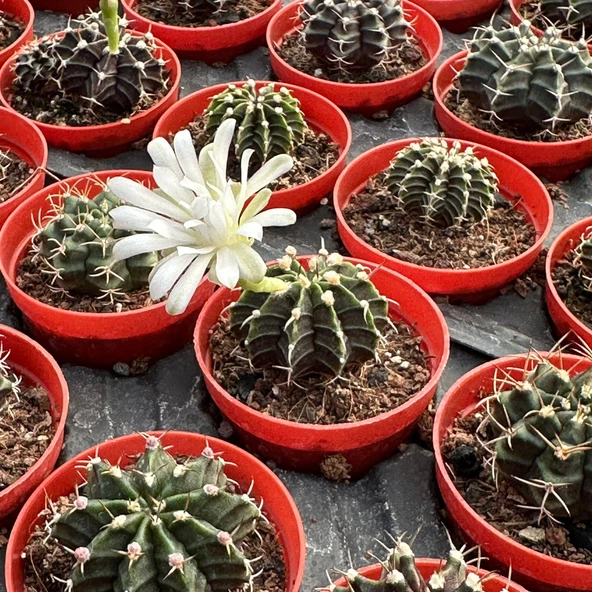 5.5 luk Saksıda Gymnocalycium Mihanovichii (Çene) Kaktüsü ürün görseli 1