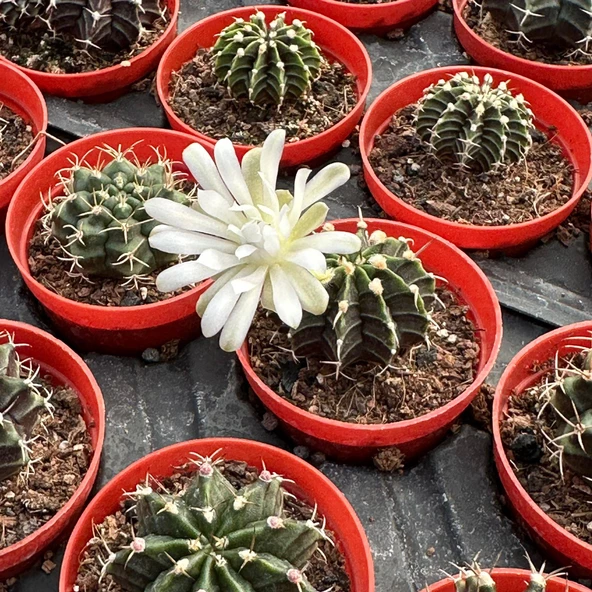 5.5 luk Saksıda Gymnocalycium Mihanovichii (Çene) Kaktüsü ürün görseli 1