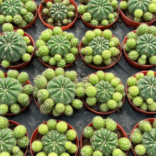 Bol Yavrulu, Çiçek Açan Tür, Matucana Polzii Kaktüsü (5.5cm Saksıda Gönderilir) ürün görseli 1