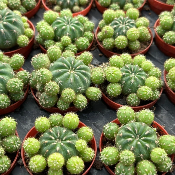 Çiçek Açan Tür, Bol Yavrulu Matucana Polzii Kaktüsü (5.5cm Saksıda Gönderilir) ürün görseli 1