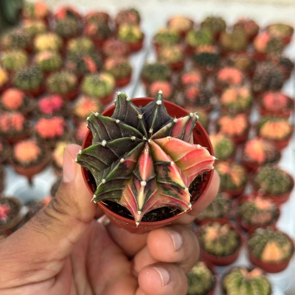 5.5 lik Saksıda Gymno Gymnocalycium M.variegata  Kaktüsü (Black Pearl) ürün görseli 1