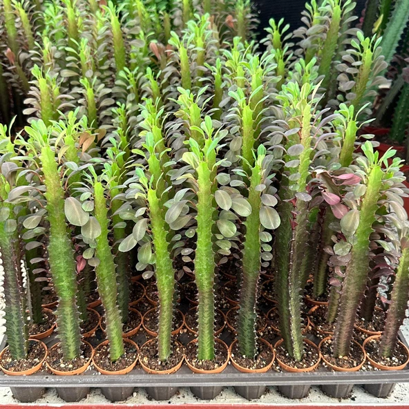 Sınırlı Sayıda Euphorbia Trigona Red - Afrika Süt Ağacı Kaktüsü(5.5lik saksıda, 20 cm ve üzeri boyda) ürün görseli 1