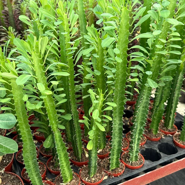 Sınırlı Üretim Euphorbia Trigona Green - Afrika Süt Ağacı Kaktüsü(5.5lik saksıda, 18 cm ve üzeri boyda) ürün görseli 1