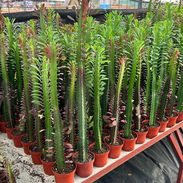10.5lik Saksıda, 50 cm ve Üzeri Boyda Sınırlı Sayıda Euphorbia Trigona Red - Afrika Süt Ağacı Kaktüsü ürün görseli 1