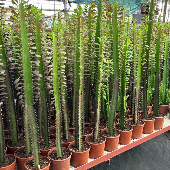 50 cm ve Üzeri Boyda Sınırlı Sayıda 10.5lik Saksıda, Euphorbia Trigona Red - Afrika Süt Ağacı Kaktüsü ürün görseli 1