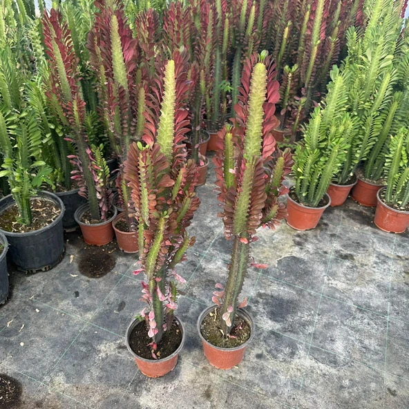 Sınırlı Üretim Bol Dallı Euphorbia Trigona Red - Afrika Kırmızı Süt Ağacı Kaktüsü ürün görseli 1