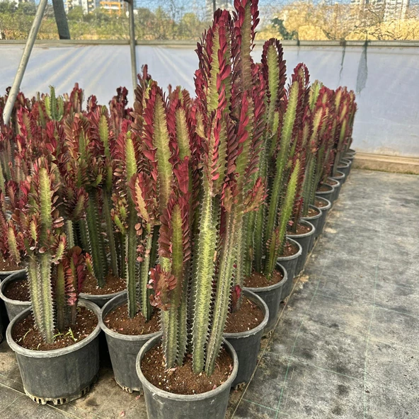 Büyük Boy Bol Dallı Euphorbia Trigona Red- Afrika Kırmızı Süt Ağacı ürün görseli 1