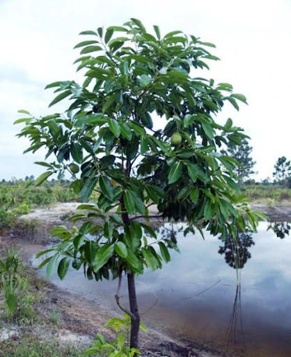 BLACK SAPOTE FİDANI 6 YAŞ 120 CM ürün görseli 1