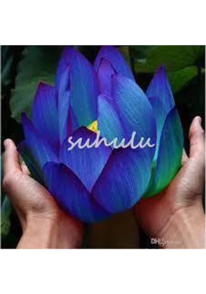 5 Adet Tohum Nadir Bulunan Mavi Waterlilly Çiçeği Tohumu Su Çiçeğ ürün görseli 1