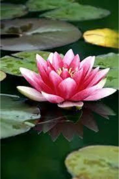 5 Adet Tohum Kaliteli Hasat Taze Pembe Lotus Su Çiçeği Organik Yeni Hasat Nilüfer Çiçek ürün görseli 1