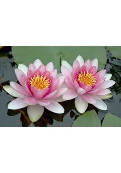1 Adet Tohum Nadir Pembe Lotus Çiçeği Tohumu Organik Çiçek Nilüfer Su Çiçeği Kaliteli ürün görseli 1