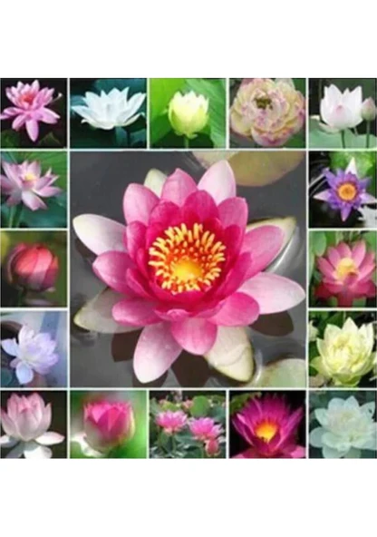 10 Adet Tohum Nadir Karışık Lotus Su Çiçeği Nilüfer Tohumu ürün görseli 1