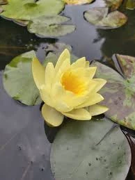 5 Adet Tohum Nadir Sarı Lotus Su Çiçeği Tohumu Kaliteli Hasat Tohumu ürün görseli 1
