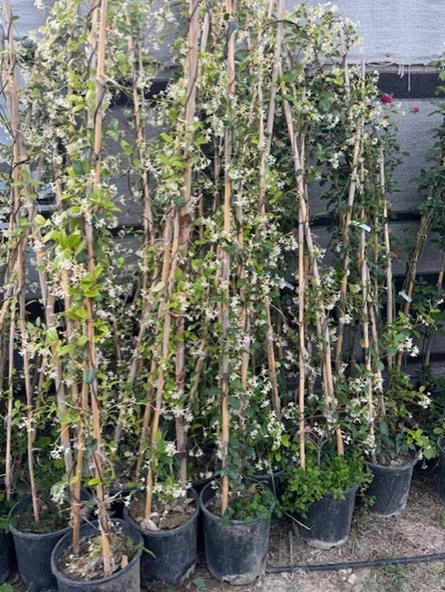 SAKSIDA 4 YAŞ SARMAŞIK YASEMİN(ARAP YASEMİNİ) BOY 220-250 CM ürün görseli 1