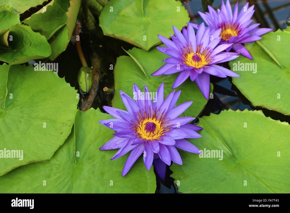 20 Adet Tohum Mor Lotus Çiçeği Tohumu Hediye Tohumludur ürün görseli 1
