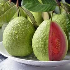 5 Adet Tohum Nadir Guava Meyve Tohumu Troikal Meyve Ağaç Tohumu Saksı Toprak ürün görseli 1