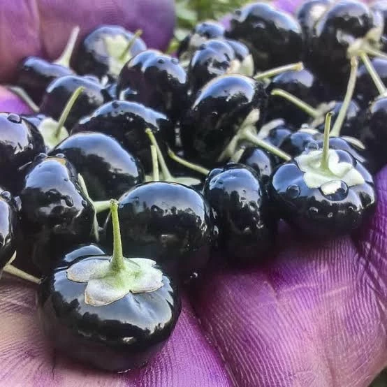 6 adet siyah gojiberry fidanı Tüplü aşılı. 12 ay dikilir. ürün görseli 1