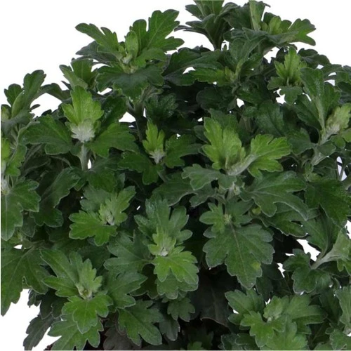 Turuncu Renk 10-20 cm Kasımpatı - Resim 2