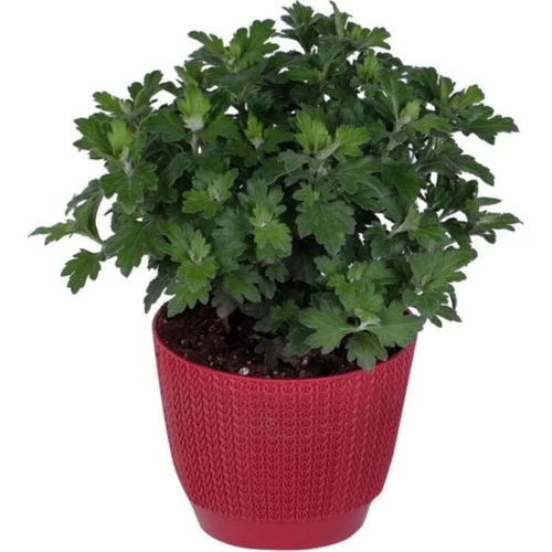 Kırmızı Renk 10-20 cm Kasımpatı ürün görseli 1