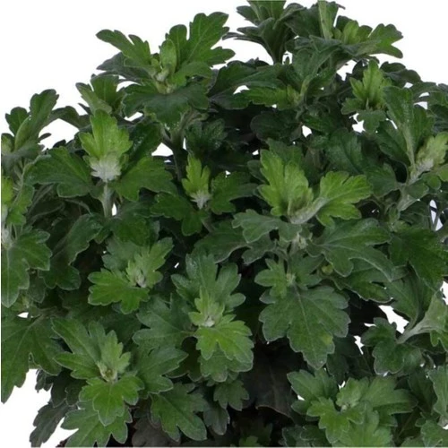 Kırmızı Renk 10-20 cm Kasımpatı - Resim 2