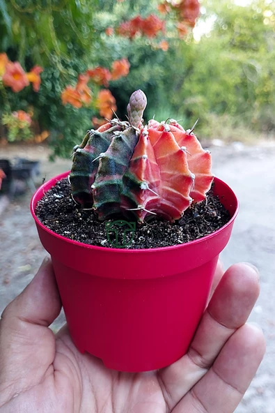 Gymnocalycium Mihanovichii Variegata köklü çok renkli kirmizi turuncu yeşil büyük koleksiyon kaktüs ürün görseli 1