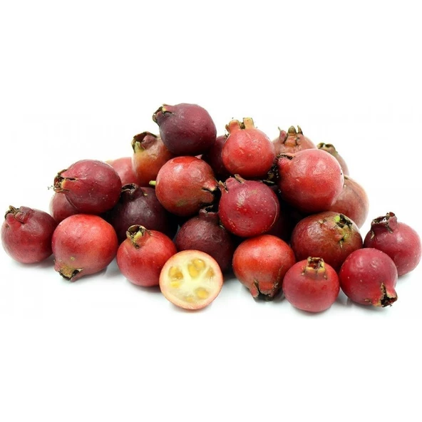 ÇİLEK GUAVASI FİDANI 5 YAŞ 1 MT ÜZERİ ürün görseli 1