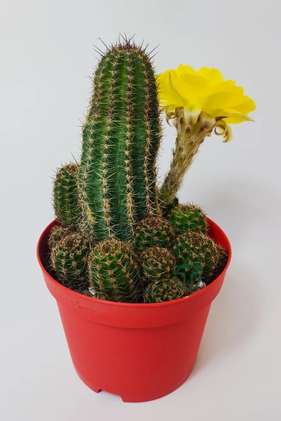 Lobivia Aurea v.Shaferi  bol yavrulu muhteşem sarı çiçekli özel tür kaktüs 8.5 cm kırmızı saksıda ürün görseli 1