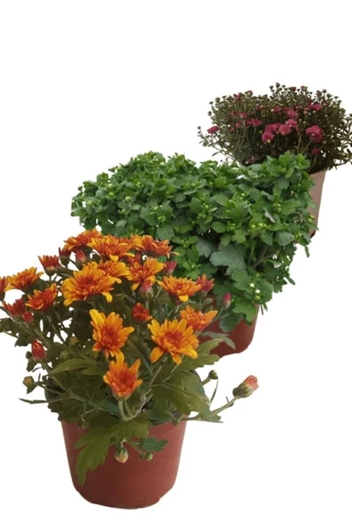 Kasımpatı Krizantem Chrysanthemum Seti 3 Adet Karışık Renk 10-20 cm ürün görseli 1