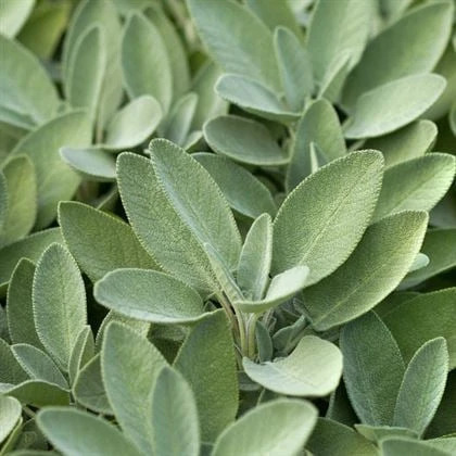 Adaçayı Fidesi (salvia Fruticosa) 6 Adet ürün görseli 1