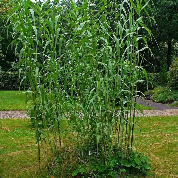 Tüplü Arundo Donax Sazlık Kamışı Fidanı (80-120 cm) ürün görseli 1