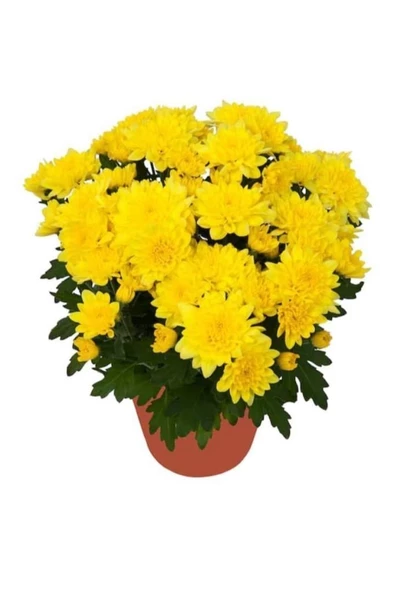 Canlı Sarı Renk Kasımpatı (krizantem) Çiçeği Fidanı 10-20 cm ürün görseli 1