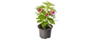 Küpeli Çiçeği Pembe Mor 10-20 cm - Resim 2