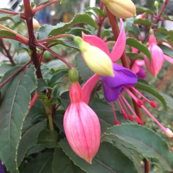 Küpeli Çiçeği Pembe Mor 10-20 cm - Resim 3