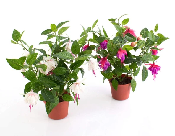 Küpeli Çiçeği Pembe Beyaz 10-20 cm - Resim 3
