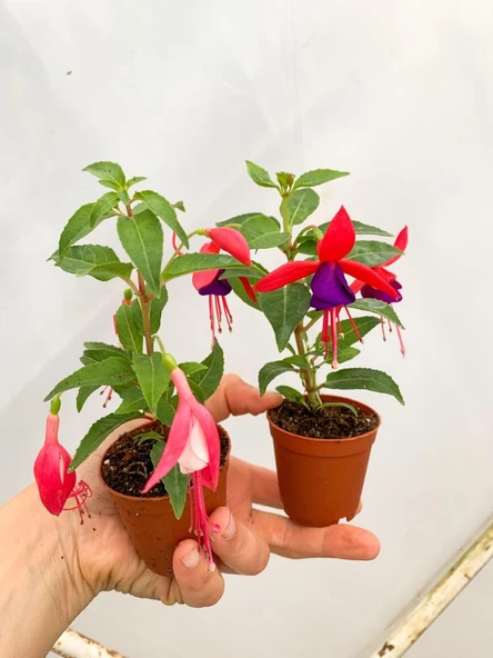 Küpeli Çiçeği Pembe Beyaz 10-20 cm - Resim 4