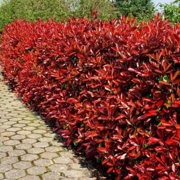 ALEV ÇALISI (Photinia Red Robin Nana) 170-200 CM ürün görseli 1
