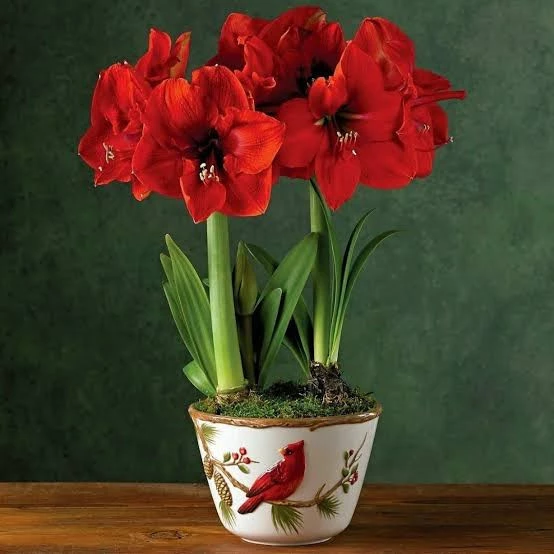 3 adet amaryllis hatun çiçeği soğanı karışık renk ürün görseli 1