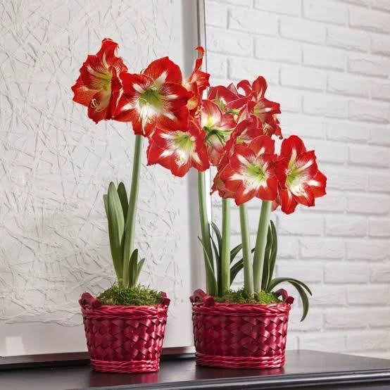 3 adet amaryllis hatun çiçeği soğanı karışık renk ürün görseli 1