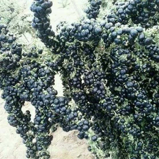 5 adet gojiberry fidanı acik kök kirmizi siyah sari meyve ürün görseli 1