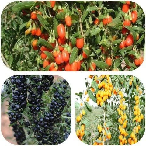 5 adet gojiberry fidanı acik kök 2 yas kirmizi siyah sari meyve ürün görseli 1