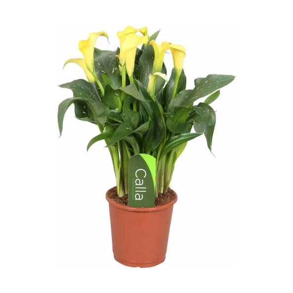 Gala Gelin Çiçeği (Calla Lily)  Sarı 10-20  cm ürün görseli 1