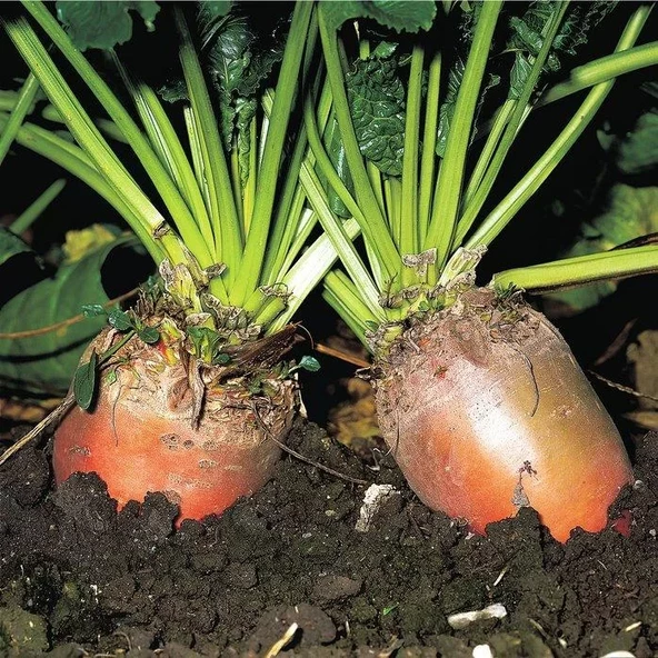 Hayvan Pancarı Rekord Poly İthal 1Kg ürün görseli 1