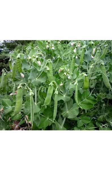 Agrokar Yaprak Bezelye Tohumu İthal 1 KG ürün görseli 1