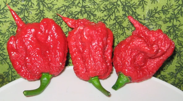 Dünyanın En Acı Biber Tohumu (Trinidat Scorpion) 5 Adet Tohum ürün görseli 1